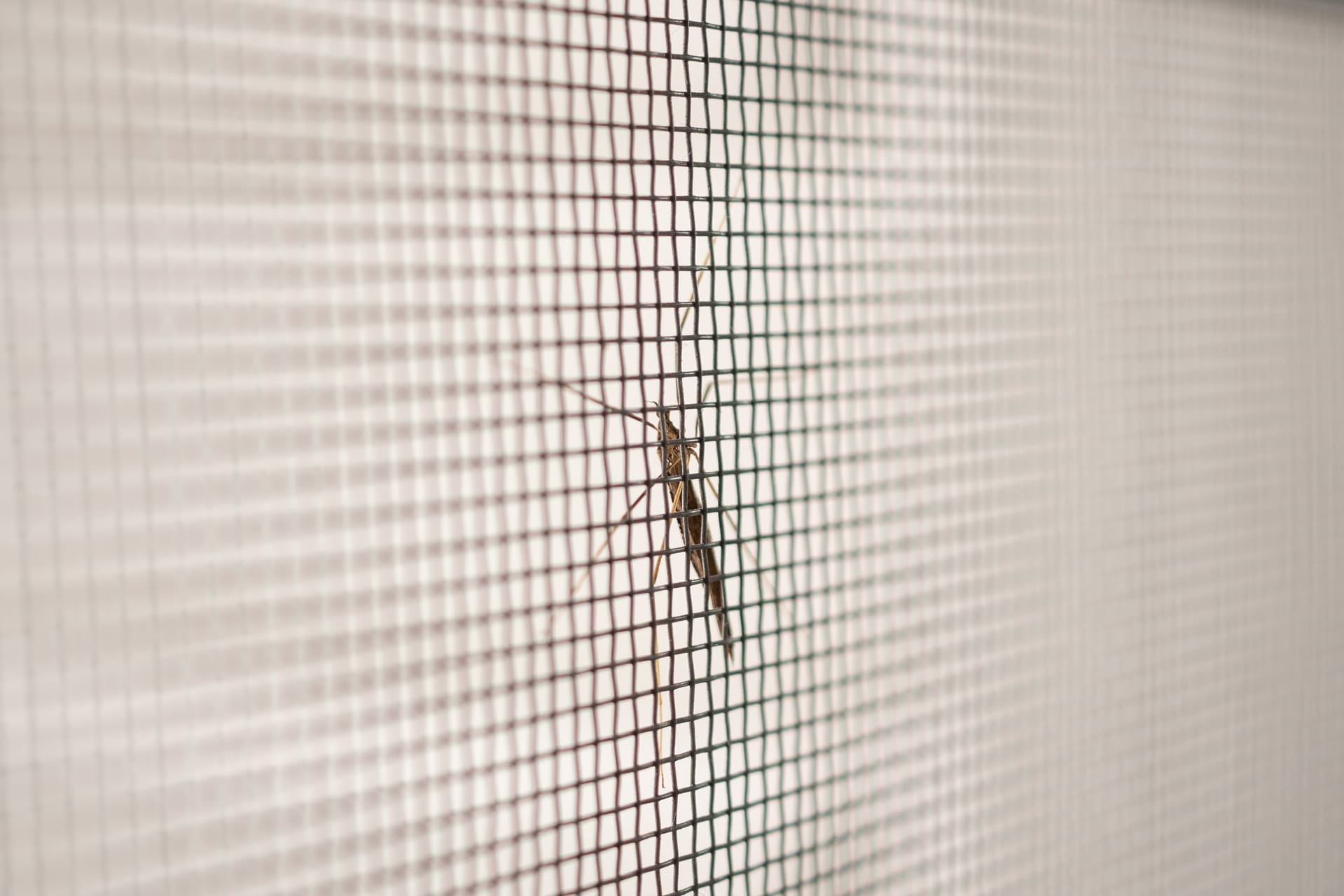 Mosquito pousado em uma tela de proteção contra insetos, destacando a importância de barreiras físicas para evitar a entrada de mosquitos em ambientes internos.